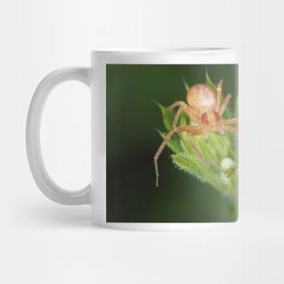 Spider identified as Philodromus sp. - running crab spider Mug